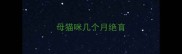 母猫咪几个月绝育