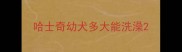 哈士奇幼犬多大能洗澡