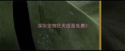 深圳宠物狂犬疫苗免费