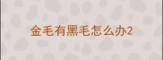 金毛有黑毛怎么办