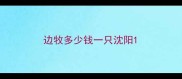 边牧多少钱一只沈阳