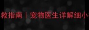 狗狗细小疫苗过敏症状识别与急救指南宠物医生详解细小疫苗过敏的10大表现及应对方法