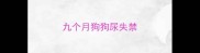 九个月狗狗尿失禁