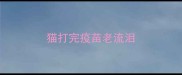 猫打完疫苗老流泪