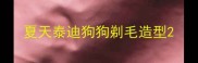 夏天泰迪狗狗剃毛造型