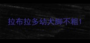 拉布拉多幼犬脚不粗
