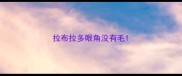 拉布拉多眼角没有毛