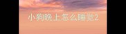 小狗晚上怎么睡觉