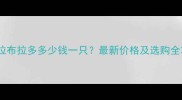 成都拉布拉多多少钱一只最新价格及选购全攻略