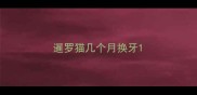 暹罗猫几个月换牙