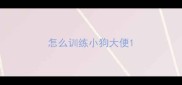 怎么训练小狗大便