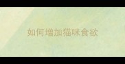如何增加猫咪食欲