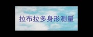 拉布拉多身形测量