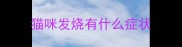 猫咪发烧有什么症状