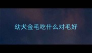 幼犬金毛吃什么对毛好