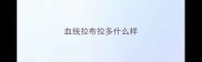血统拉布拉多什么样