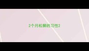 2个月松狮的习性