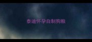 泰迪怀孕自制狗粮