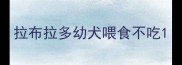 拉布拉多幼犬喂食不吃