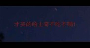 才买的哈士奇不吃不喝