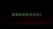家庭饲养拉布拉多
