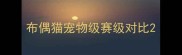 布偶猫宠物级赛级对比