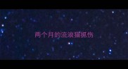 两个月的流浪猫抓伤