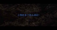 小狗吃多了怎么消化