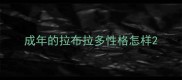 成年的拉布拉多性格怎样