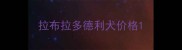 拉布拉多德利犬价格