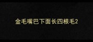 金毛嘴巴下面长四根毛