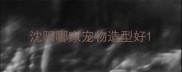 沈阳哪家宠物造型好