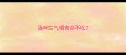 猫咪生气喂食都不吃
