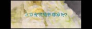 北京宠物摄影哪家好