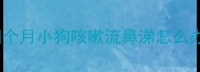 四个月小狗咳嗽流鼻涕怎么办
