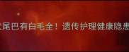拉布拉多犬尾巴有白毛全遗传护理健康隐患必看指南