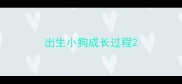 出生小狗成长过程