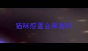 猫咪感冒会鼻塞吗