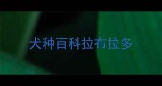 犬种百科拉布拉多