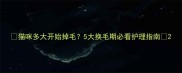 猫咪多大开始掉毛5大换毛期必看护理指南