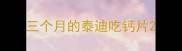三个月的泰迪吃钙片
