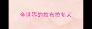 全世界的拉布拉多犬