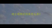 哈士奇刚买回来怎么养