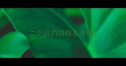 二个月的边牧多少钱