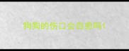 狗狗的伤口会自愈吗