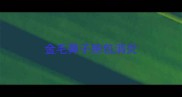 金毛鼻子脓包消炎