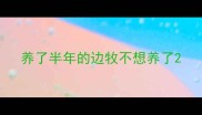 养了半年的边牧不想养了