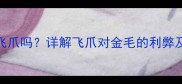 拉布拉多能戴飞爪吗详解飞爪对金毛的利弊及正确使用指南