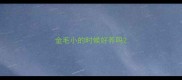 金毛小的时候好养吗
