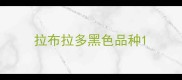 拉布拉多黑色品种